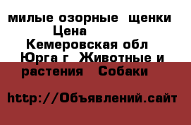 милые озорные  щенки  › Цена ­ 10 000 - Кемеровская обл., Юрга г. Животные и растения » Собаки   